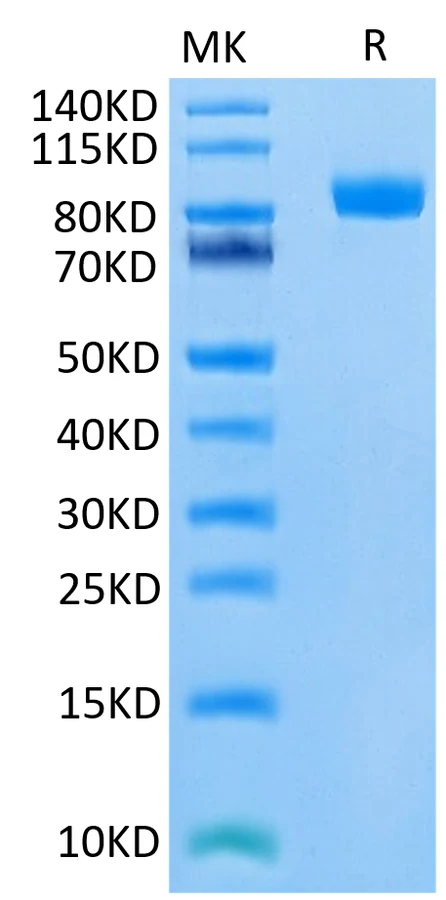 SIRPA-HB007 Bis-Tris-PAGE-white result