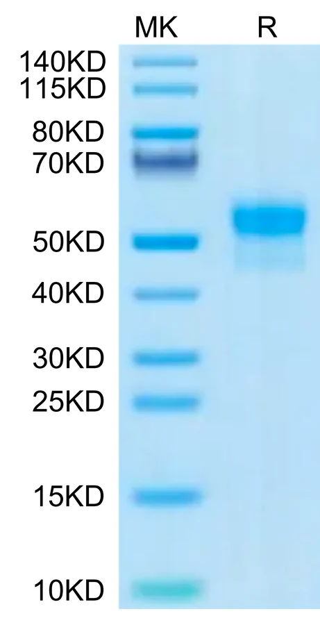 SIRPA-HP001 Bis-Tris-PAGE-white result