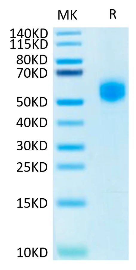 SIRPA-HP004 Bis-Tris-PAGE-white result