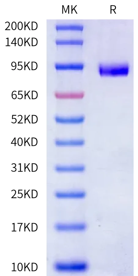 SIRPA-HP005 Bis-Tris-PAGE-white result
