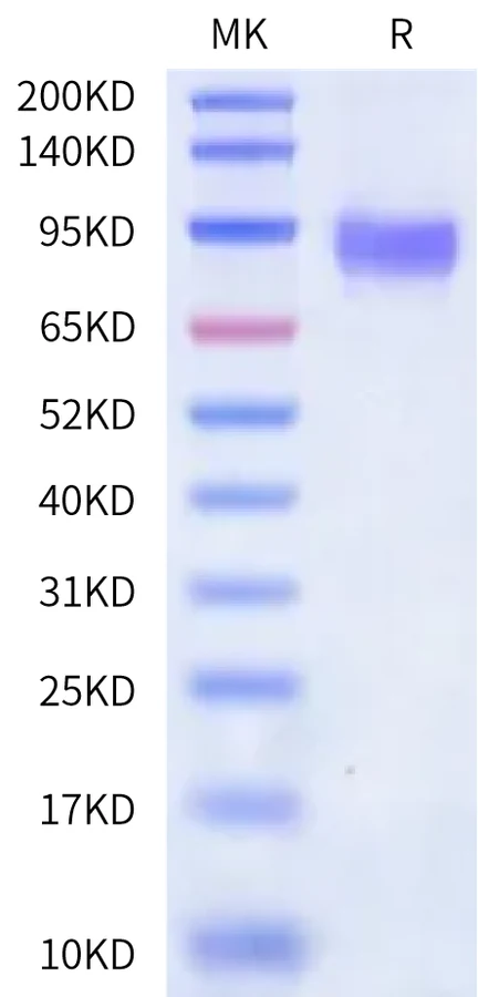 SIRPA-HP007 Bis-Tris-PAGE-white result