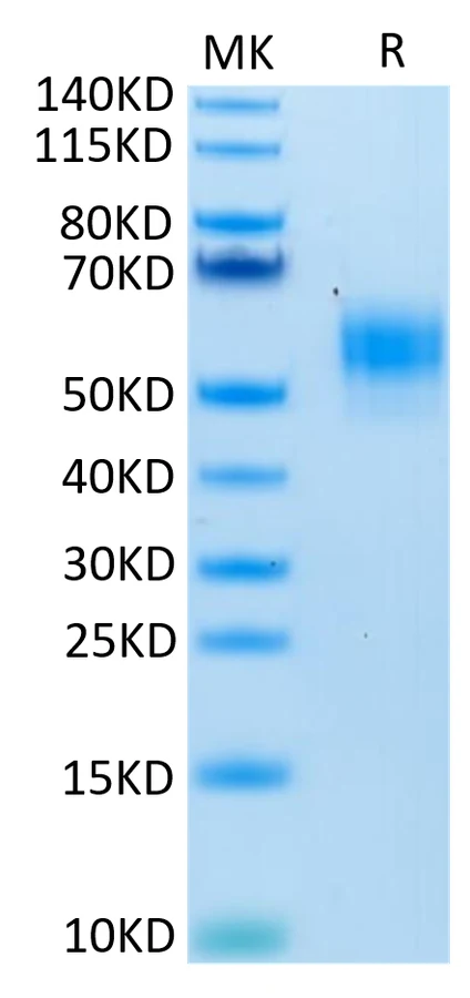 SIRPA-HP008 Bis-Tris-PAGE-white result
