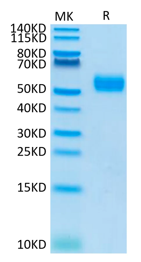 SIRPA-HP009 Bis-Tris-PAGE result