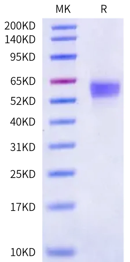 SIRPA-HP010 Bis-Tris-PAGE-white result