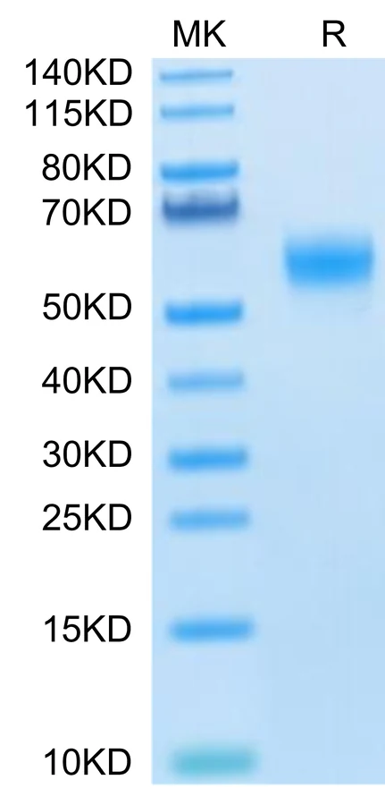 SIRPA-HP011 Bis-Tris-PAGE-white result