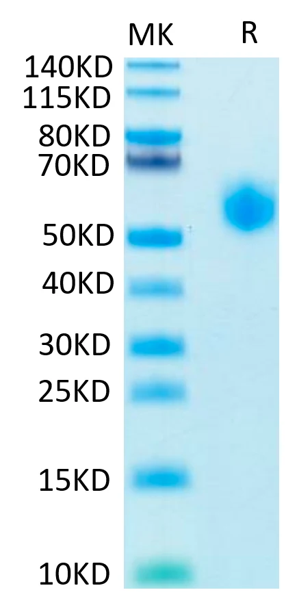 SIRPA-HP012 Bis-Tris-PAGE-white result