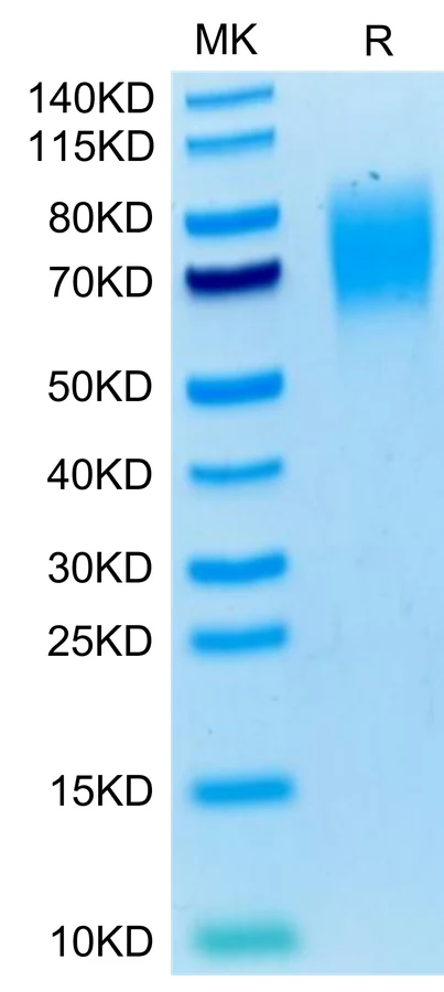 SIRPA-MP001 Bis-Tris-PAGE-white result