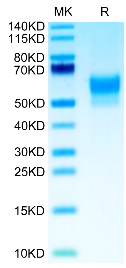 SIRPB-HB003 Bis-Tris-PAGE-white result