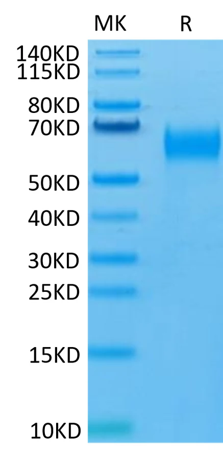 SIRPB-HP002 Bis-Tris-PAGE-white result