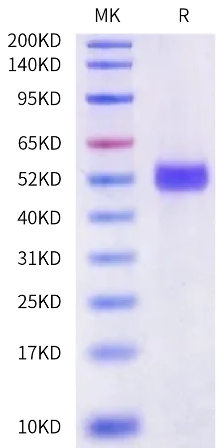 SIRPG-HB001 Bis-Tris-PAGE-white result