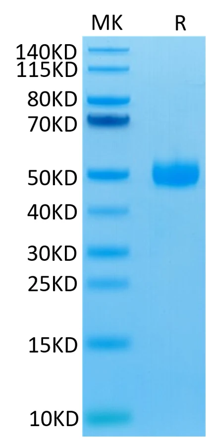 SIRPG-HB002 Bis-Tris-PAGE-white result