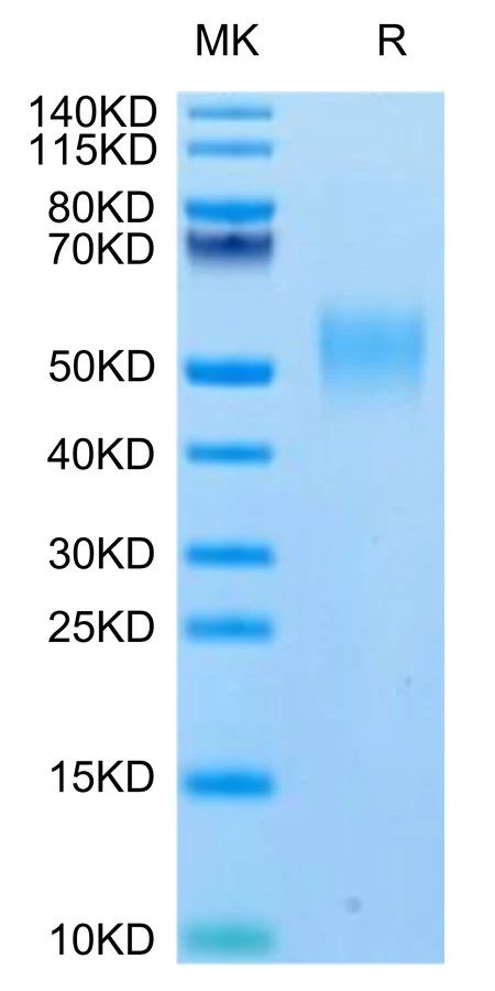 SLAMF1-HB001 Bis-Tris-PAGE-white result