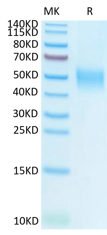 SLAMF1-HP001 Bis-Tris-PAGE-white result