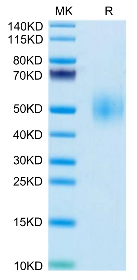 SLAMF1-MP001 Bis-Tris-PAGE-white result