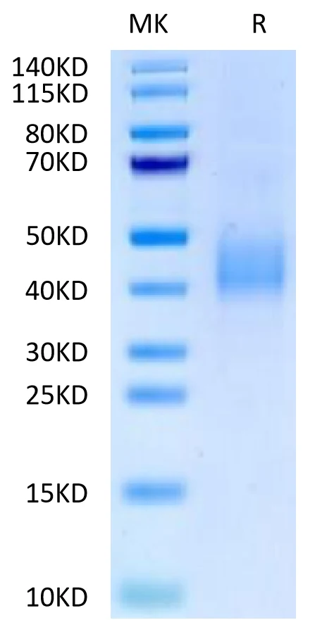 SLAMF6-HB001 Bis-Tris-PAGE-white result