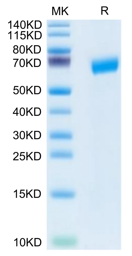 SLAMF6-HF001 Bis-Tris-PAGE-white result
