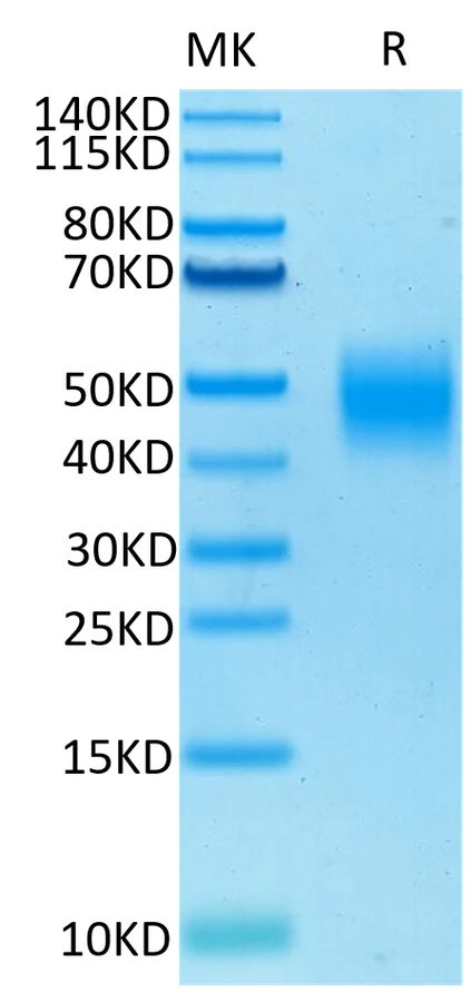 SLAMF7-HB001 Bis-Tris-PAGE-white result
