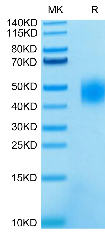 SLAMF7-HP001 Bis-Tris-PAGE-white result