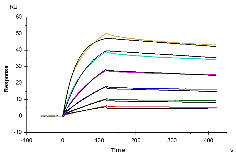 SLC34A2-HB001 SPR result
