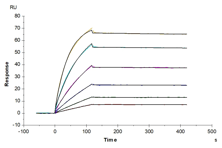 SLC6A17-HB001 SPR result