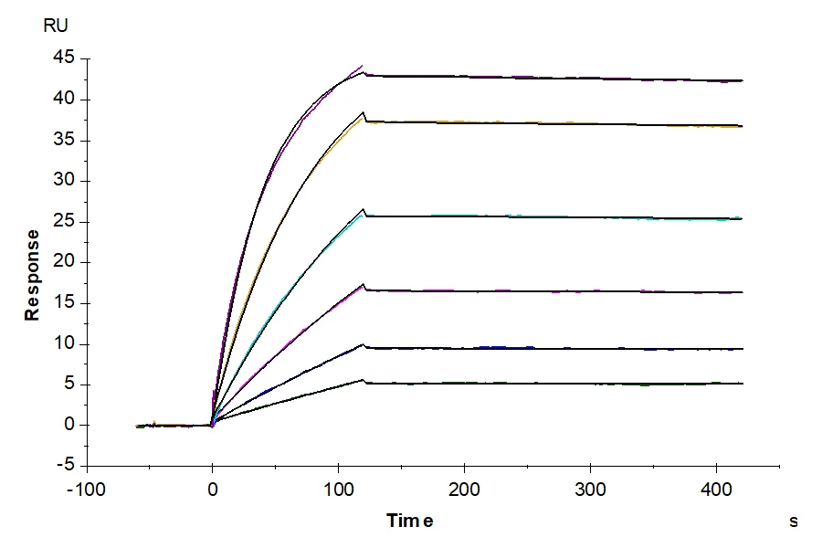 SSTR2-HB002 SPR result