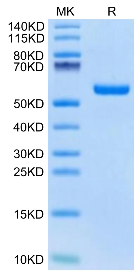 SURVIVIN-HB001 Bis-Tris-PAGE-white result