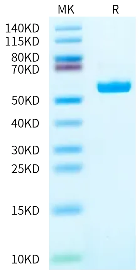 SURVIVIN-HB002 Bis-Tris-PAGE-white result