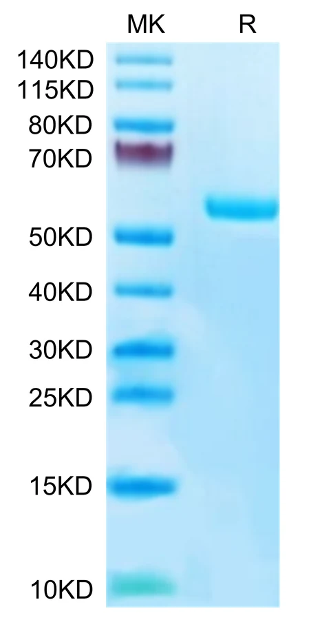 SURVIVIN-HP001 Bis-Tris-PAGE-white result