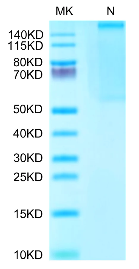 SURVIVIN-HP002 Bis-Tris-PAGE-white result