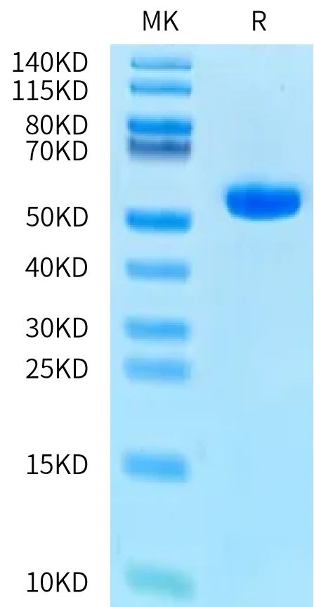 SURVIVIN-HP003 Bis-Tris-PAGE-white result