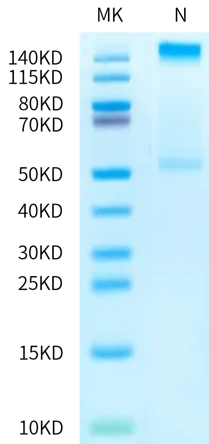 SURVIVIN-HP004 Bis-Tris-PAGE-white result