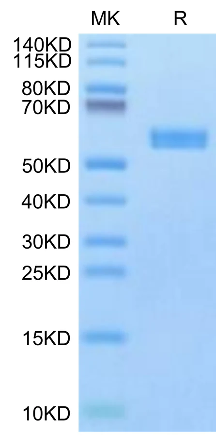SURVIVIN2B-HB001 Bis-Tris-PAGE-white result