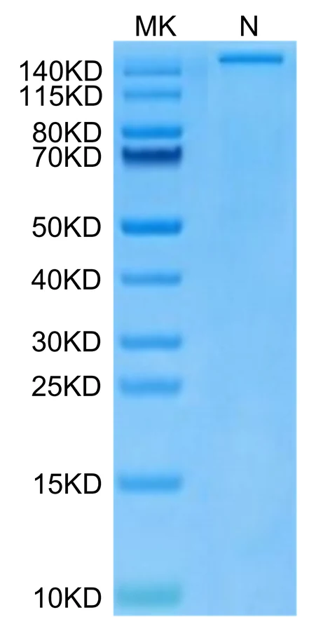 SURVIVIN2B-HP003 Bis-Tris-PAGE-white result