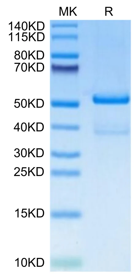TACI-HF001 Bis-Tris-PAGE-white result