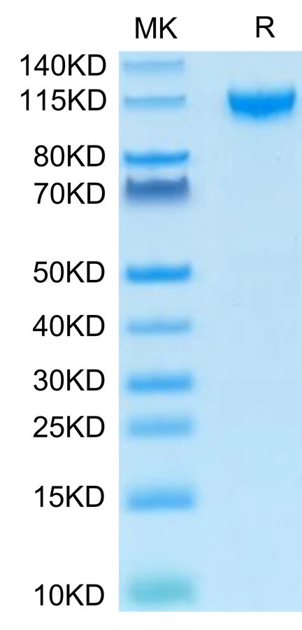 TCCR-HF001 Bis-Tris-PAGE-white result