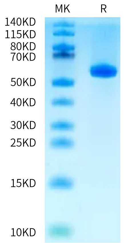 TDT-HB001 Bis-Tris-PAGE-white result