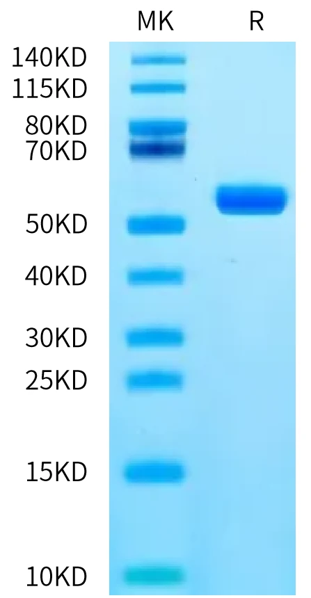 TDT-HP001 Bis-Tris-PAGE-white result