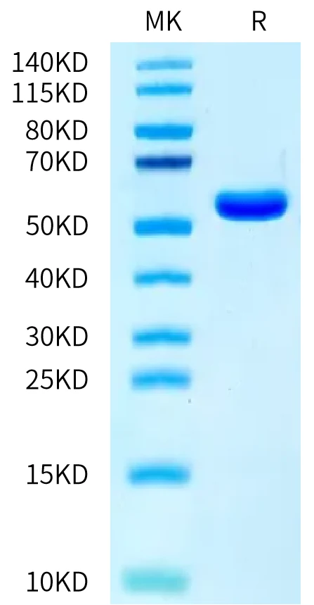 TDT-HP002 Bis-Tris-PAGE-white result