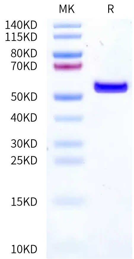 TERT-HB001 Bis-Tris-PAGE-white result