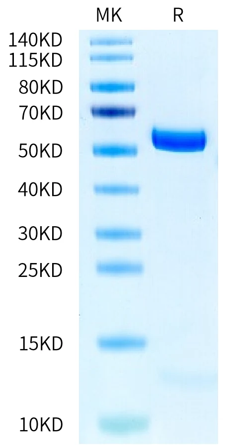 TERT-HP001 Bis-Tris-PAGE-white result