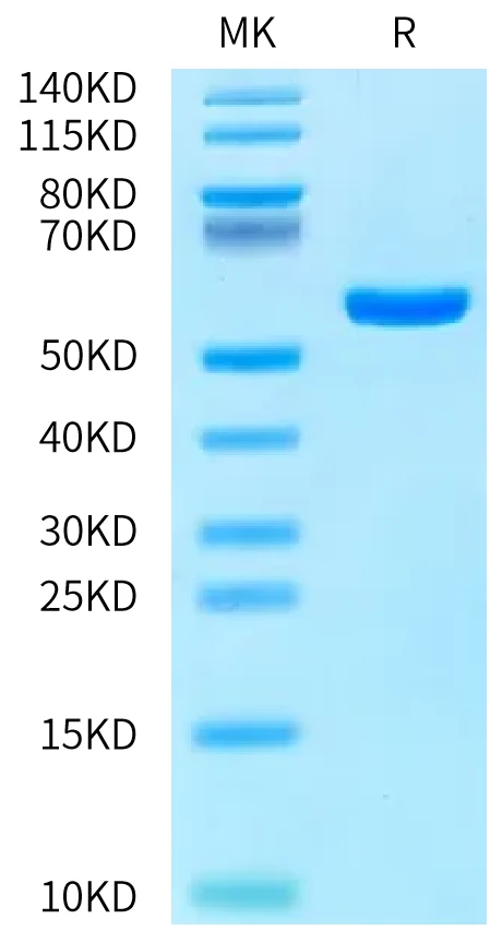 TERT-HP002 Bis-Tris-PAGE-white result