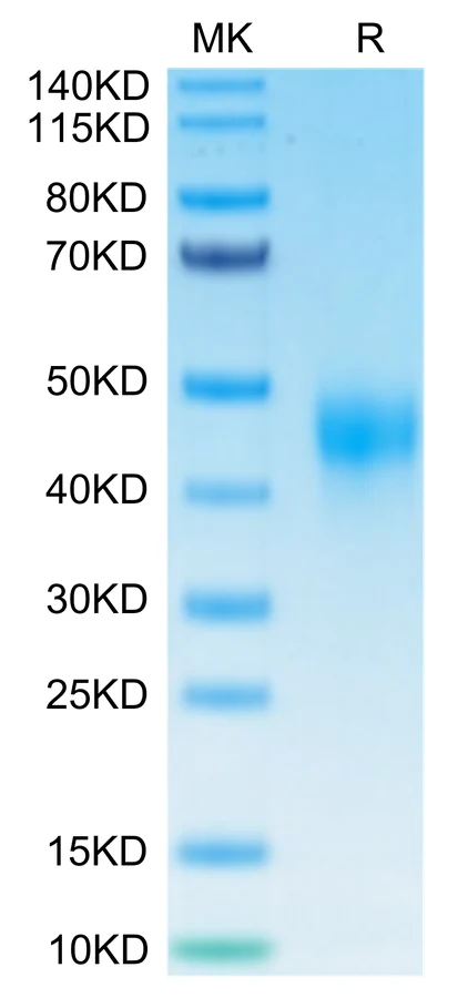 TFPI-HB001 Bis-Tris-PAGE-white result