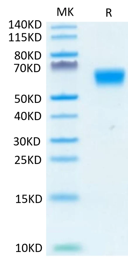 TGF-HF001 Bis-Tris-PAGE-white result