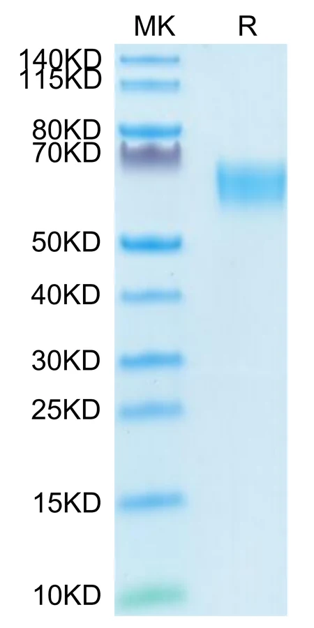 TGF-HF002 Bis-Tris-PAGE-white result