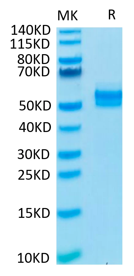 TGF-HF003 Bis-Tris-PAGE-white result