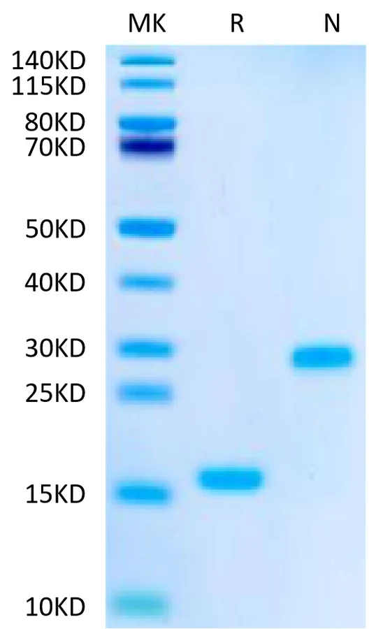 TGFB1-HB002 Bis-Tris-PAGE-white result