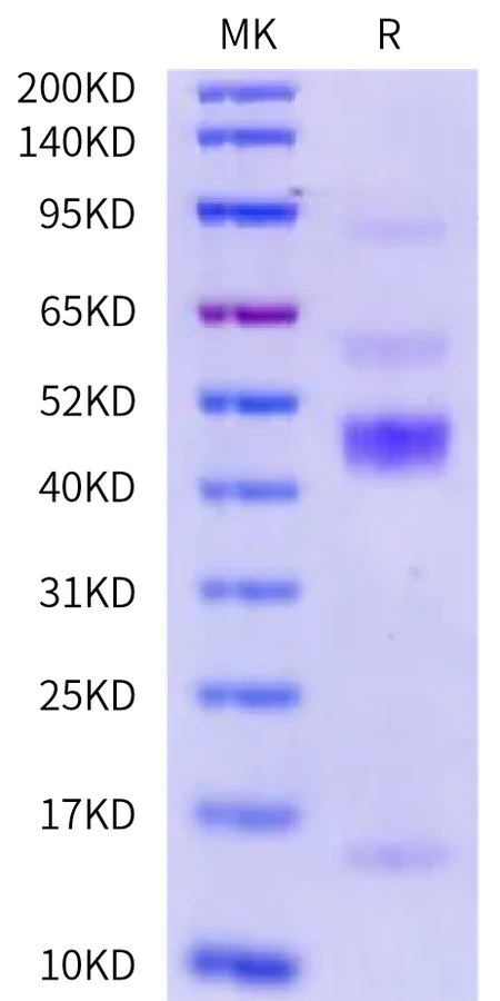 TGFB1-HB003 Bis-Tris-PAGE-white result