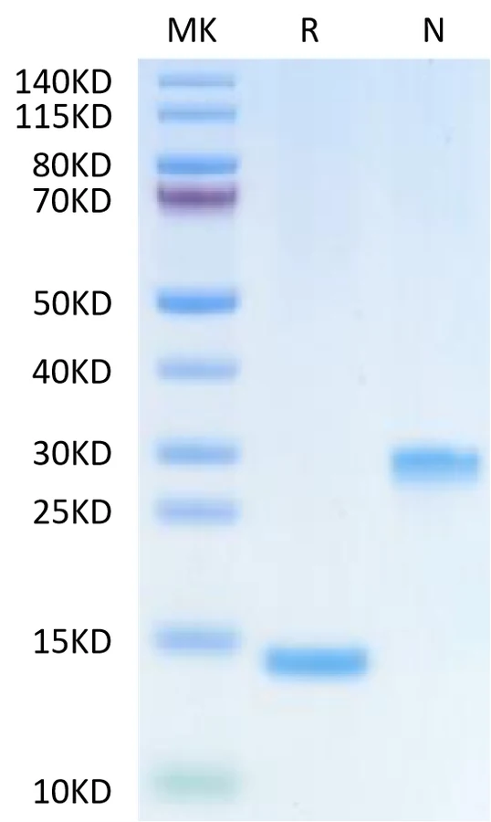 TGFB1-HP001 Bis-Tris-PAGE-white result