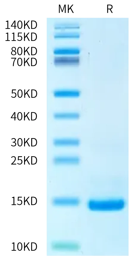 TGFB2-HB001 Bis-Tris-PAGE-white result