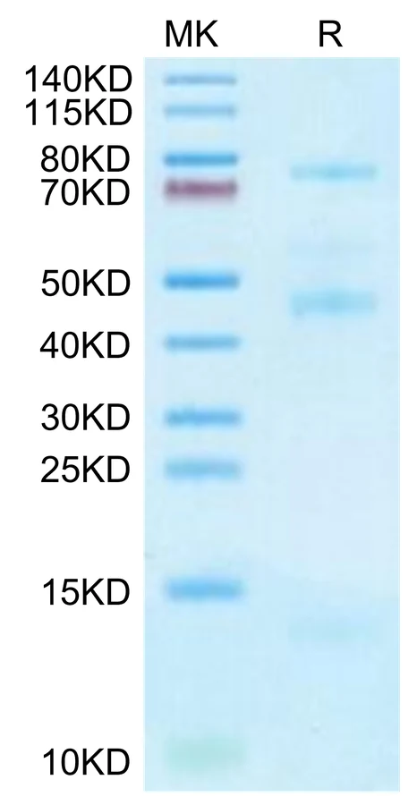 TGFB2-HP001 Bis-Tris-PAGE-white result